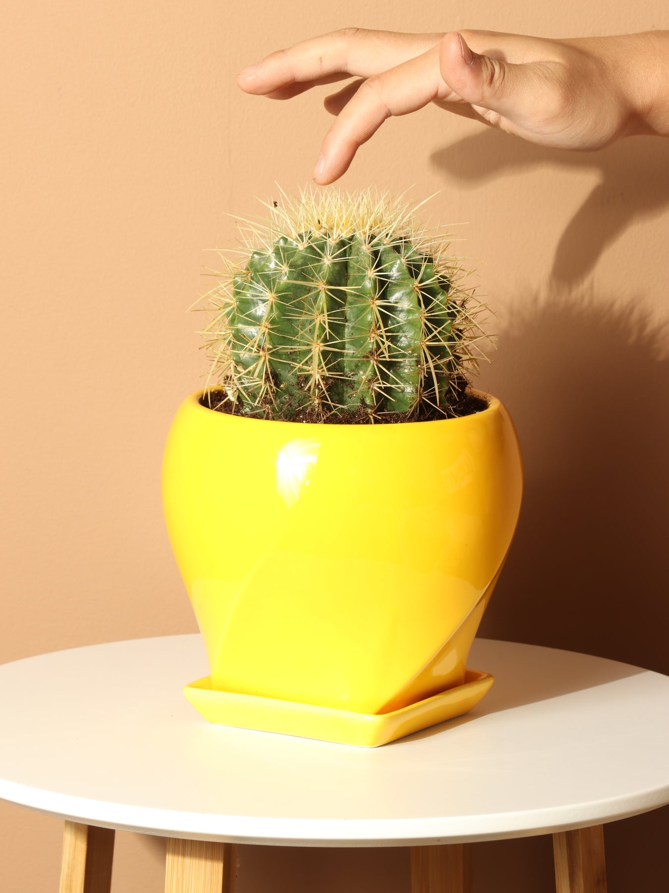 Medium Golden Barrel Cactus – Dahing Plants