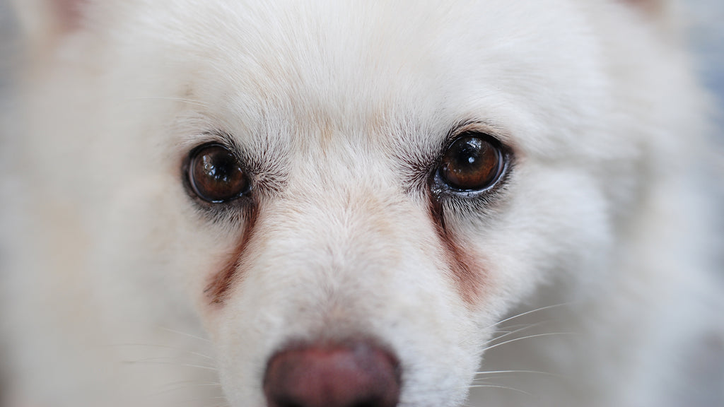 Tear Stains in a dog's eyes