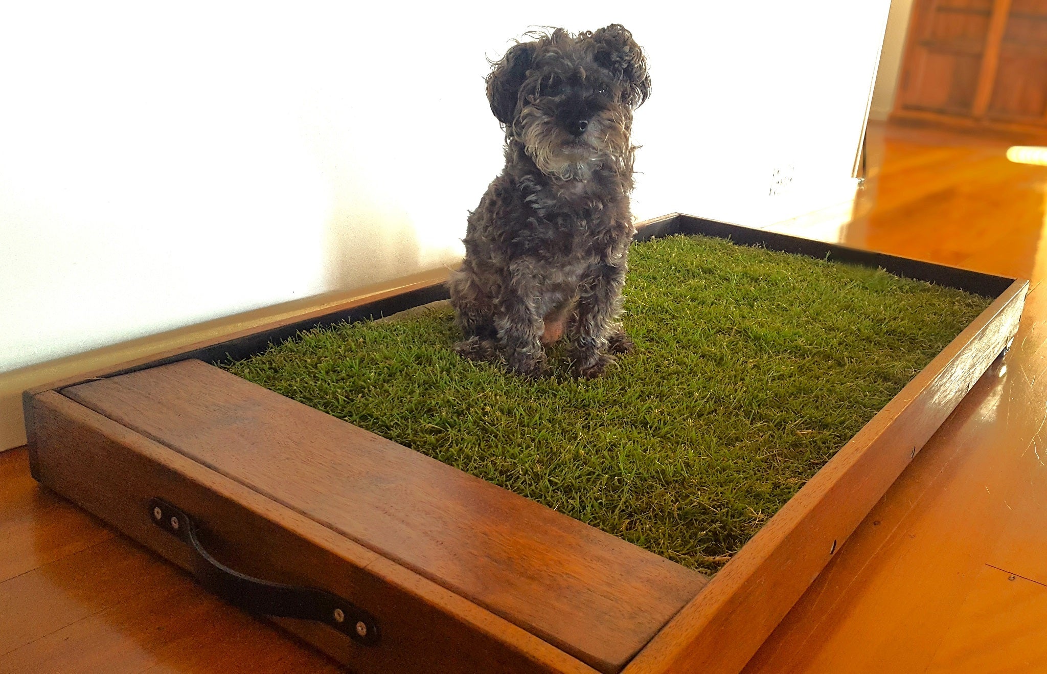 little dog sits on his real grass puppy toilet ready for pee