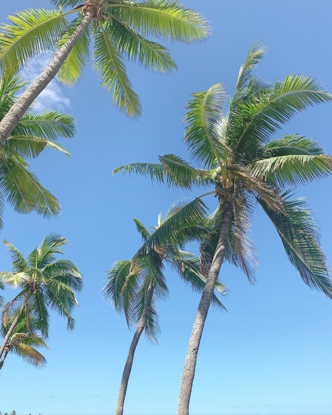 Palm tree views on a great family holiday