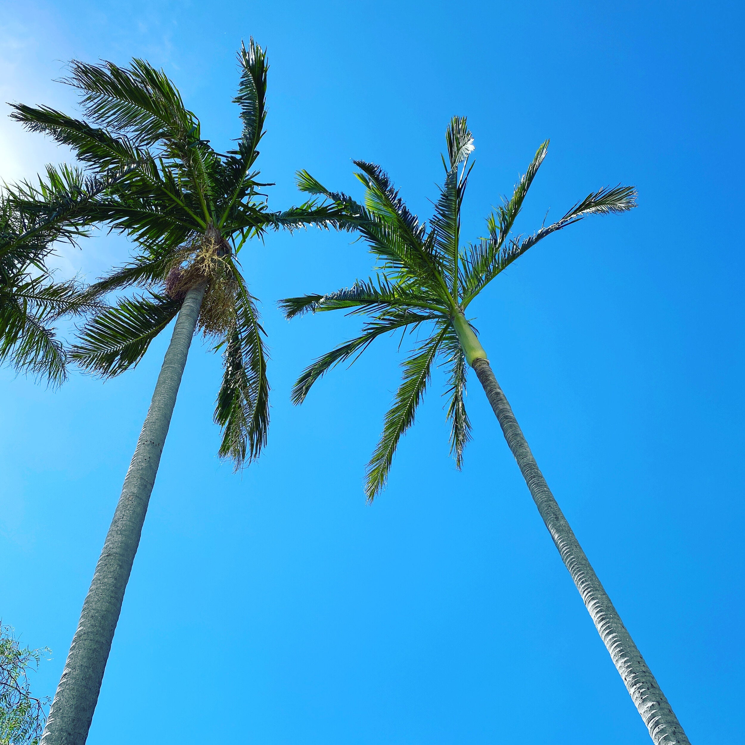 Palm trees and blue skies make a perfect beach holiday