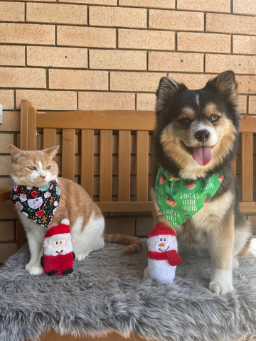 Ginger cat and Pomsky dog in Christmas bandanas sitting on a bench. They both have a small dog Christmas toy leaning on them 