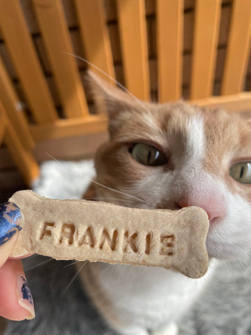 Ginger cat sniffing a personalised cat treat that reads his name - Frankie