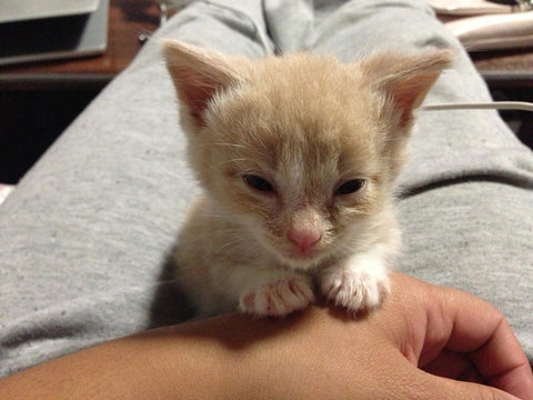 Ginger kitten named Frankie with his paws on human’s hand. He looks sleepy 