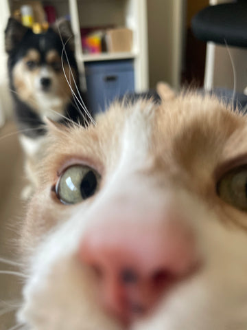 Ginger cat with his nose to the camera and Pomsky dog sibling in the background looking at him