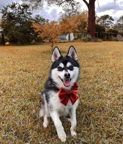 pomklee named Zen wearing a burgandy bow around his neck, smiling as he looks at the camera