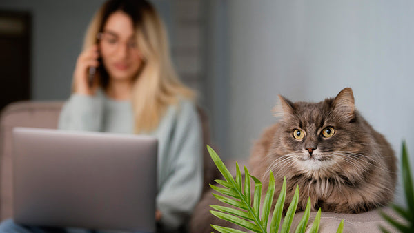 Proteger a tu mascota con Plenitud