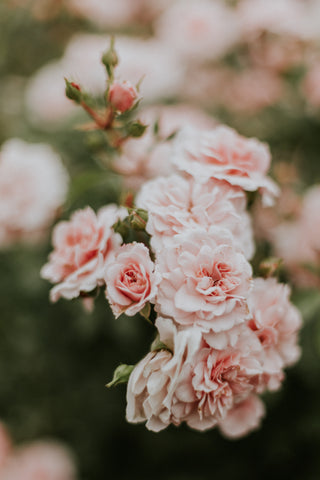 Pink roses on a blurred background of roses and dark green leave