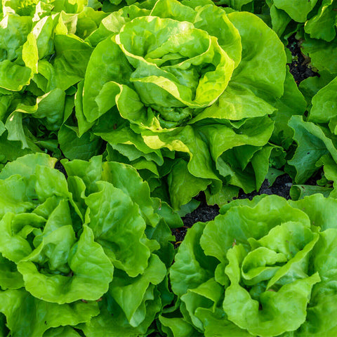 Lettuce Plant Growing