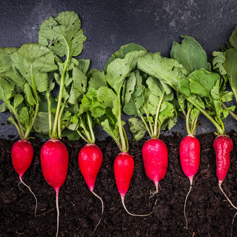 Radish Plants In Soil