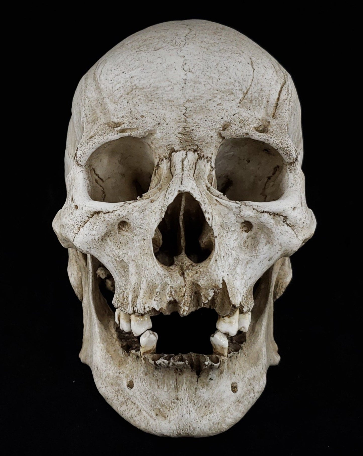 MM Skull Model Pre-Order February 2024