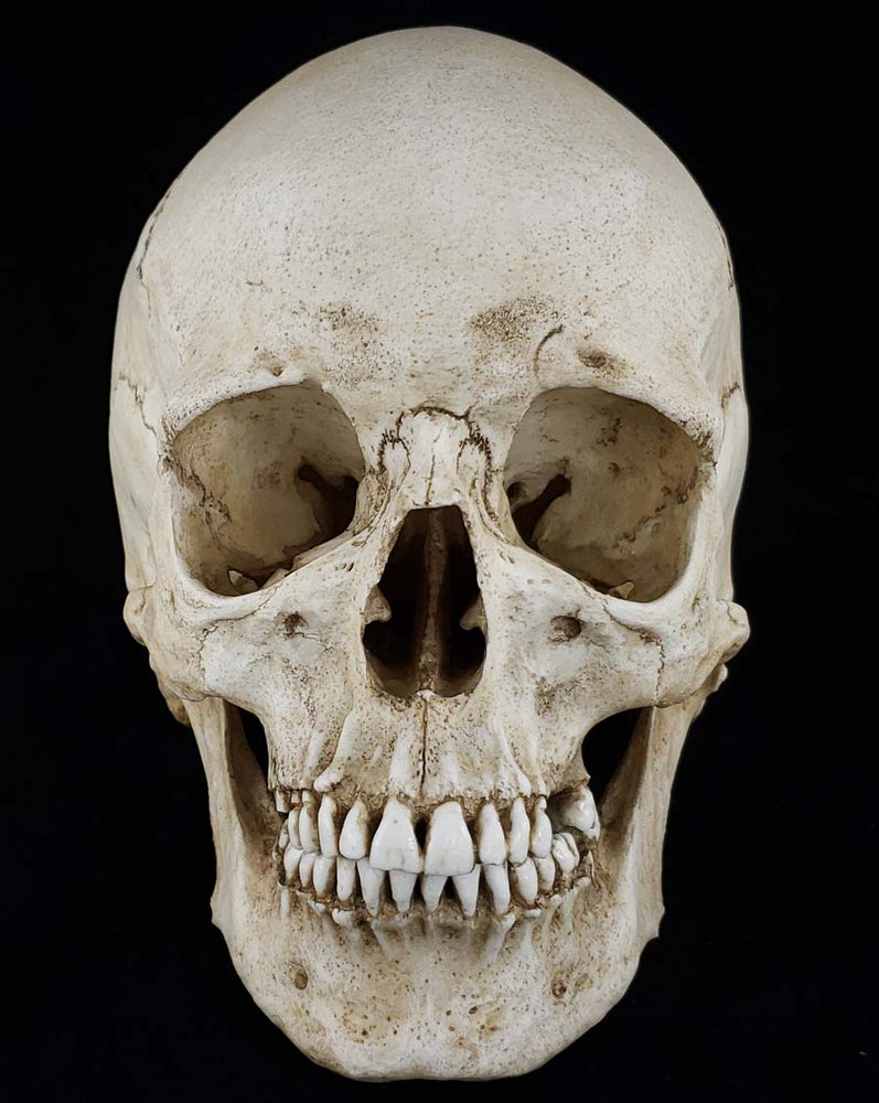 MM Skull Model Pre-Order February 2024 – Skull Shoppe