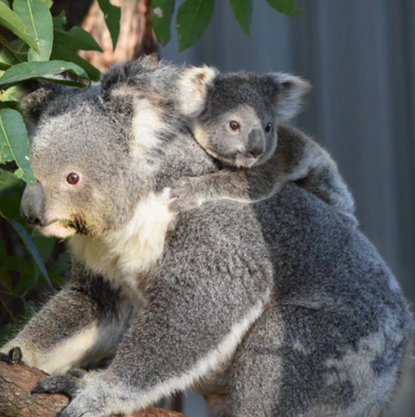 Bracelets Archives  Australian Koala Foundation