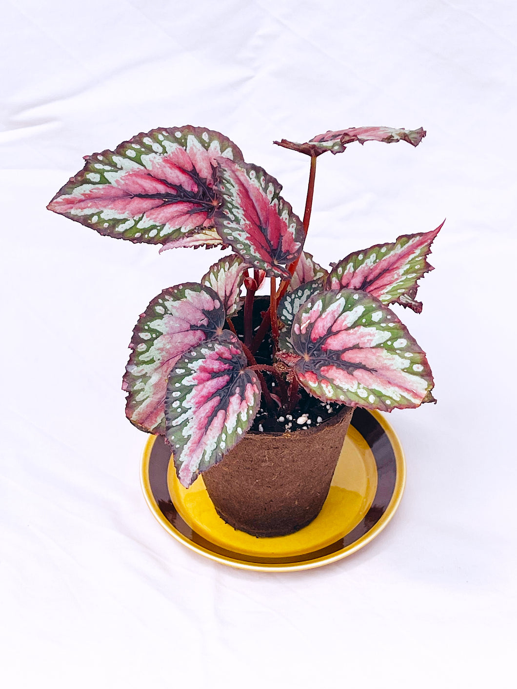 Begonia Rex - (Begonia rex -cultorum) 11x11cm Fertilpot – The Houseplant  Wife