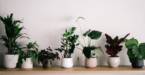 shelf full of plants