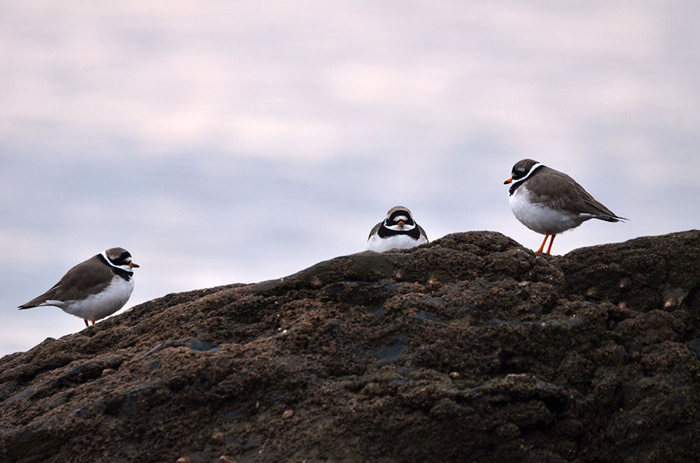 Ringed Plovers on the south west coast path