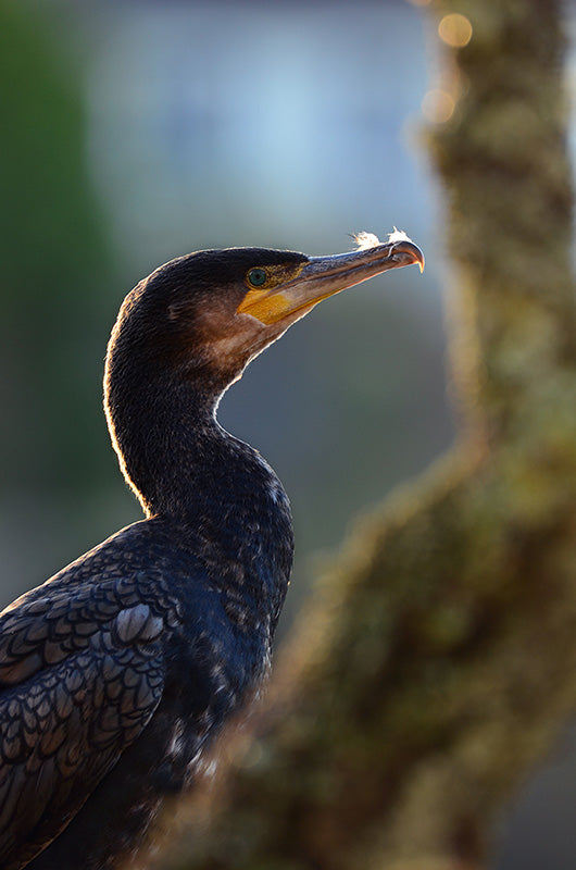 cormorant basking in the sun at swanpool nature reserve