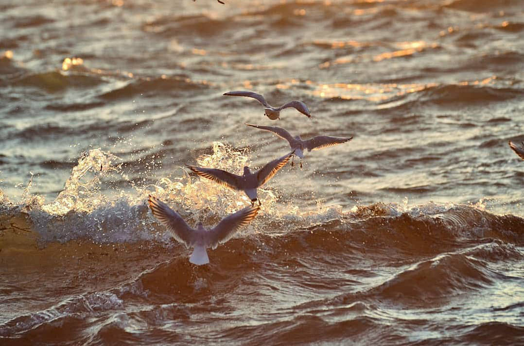 Herring-gulls-in-falmouth