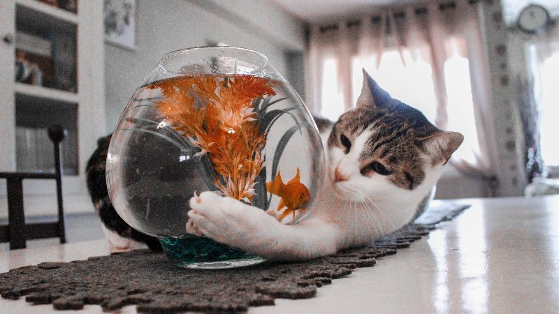 Indisciplined cat playing with fish bowl 