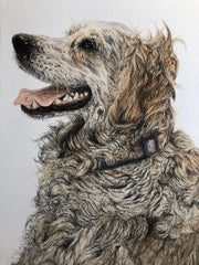 Ella Walker artwork showing a very happy looking golden retriever. Beautiful attention to detail, you can see almost each individual piece of fly-away fur.