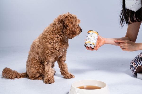 Dog with Nectar of the Dogs Gut-Brain + Digestion