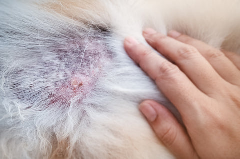 skin allergies in dogs