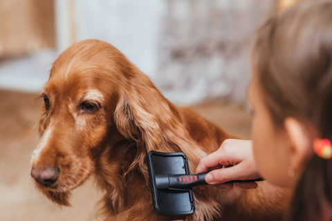 Brushing a dog