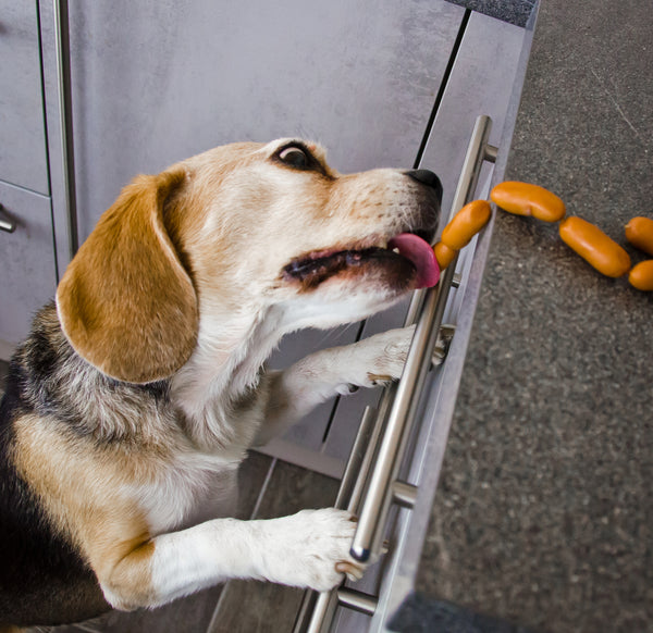 Dog eating sausages