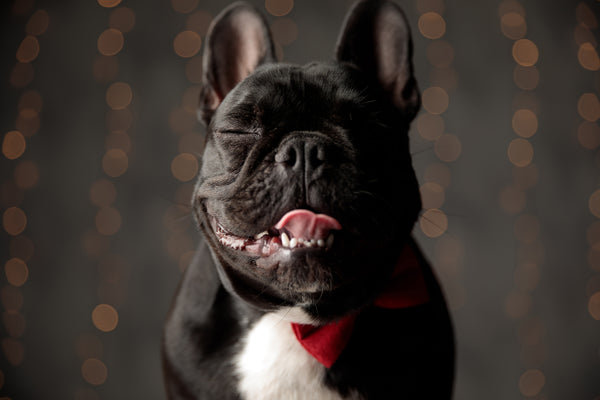 cute bulldog smiling