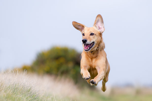 Dog running