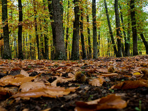 Some leaves on the ground in an open space with trees around it