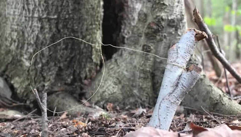 A tree that has a snare tied around one of the branches
