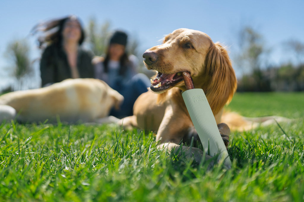 Best Puzzle Toys for Dogs, Banish Boredom