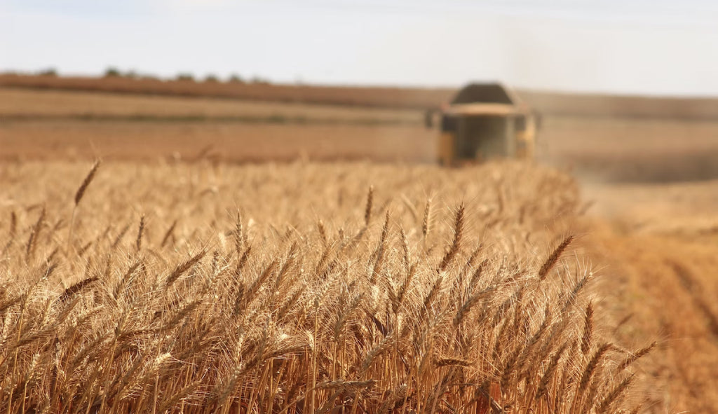 wheat field