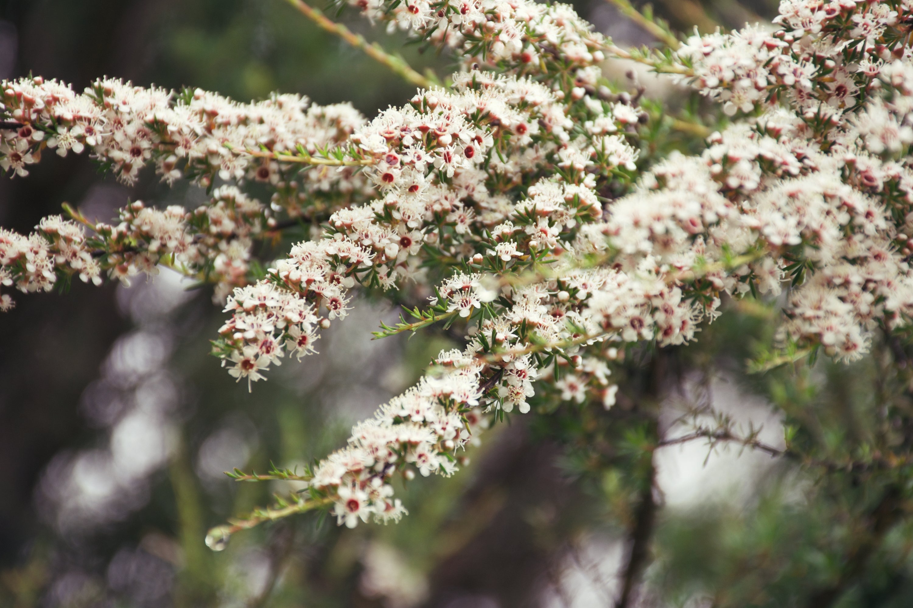 Kunzea, Emily Rohr's favourite fragrance