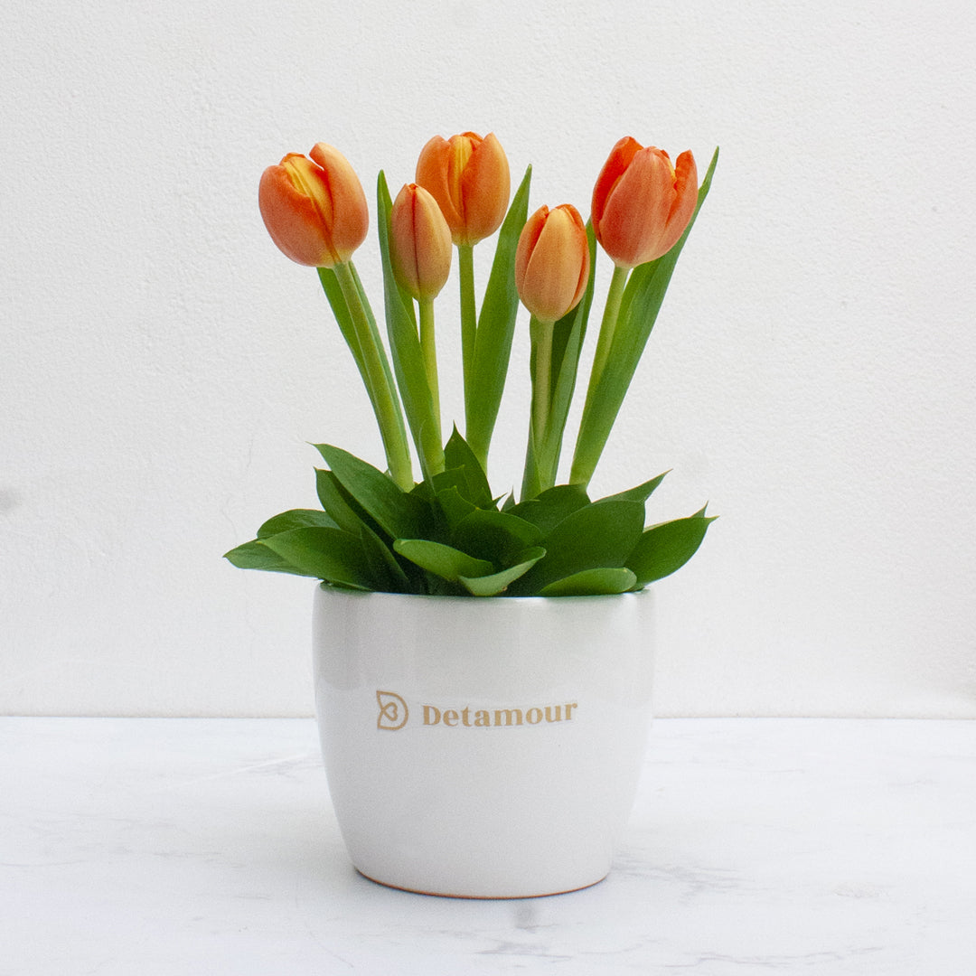 Minipot - 5 tulipanes – Detamour