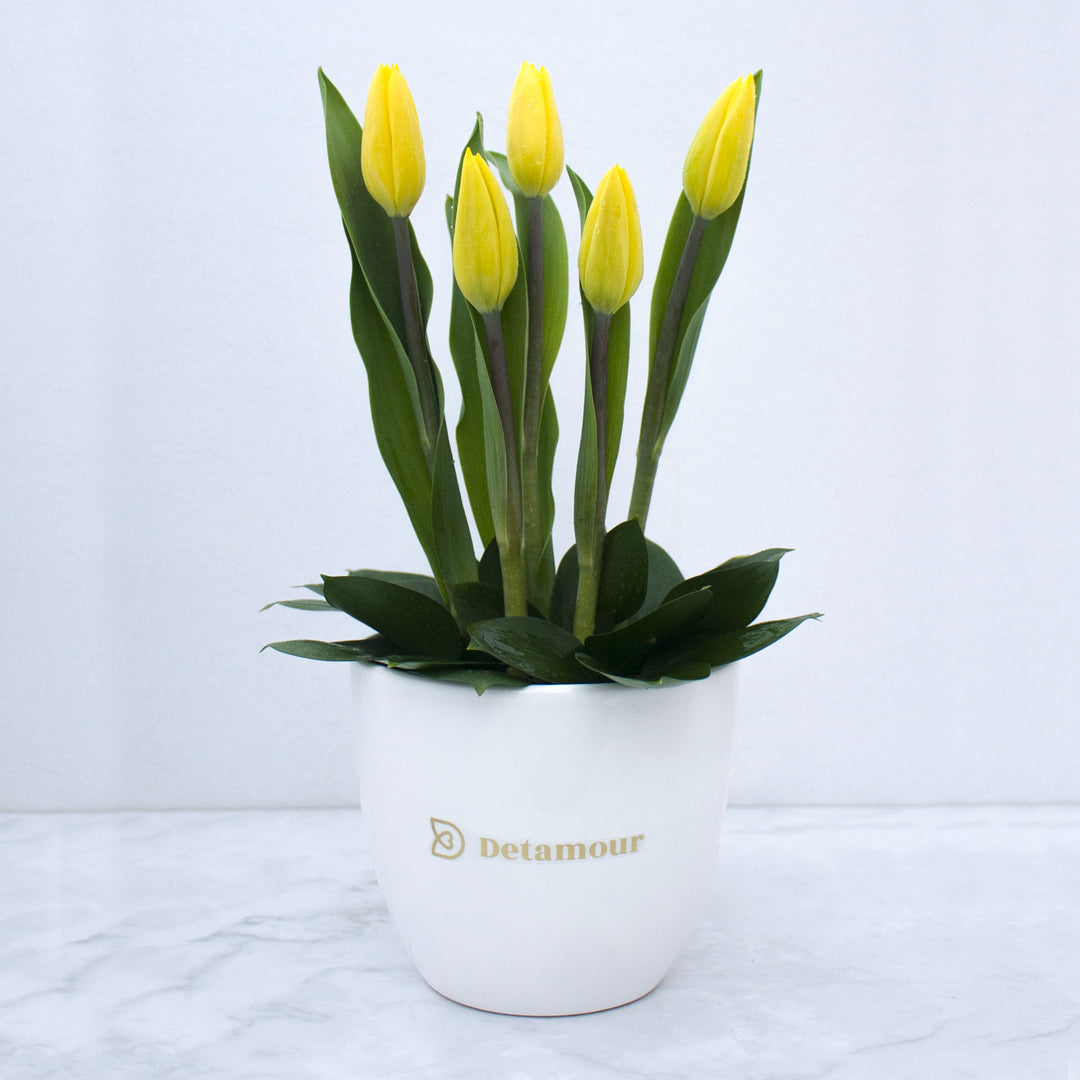Minipot - 5 tulipanes – Detamour