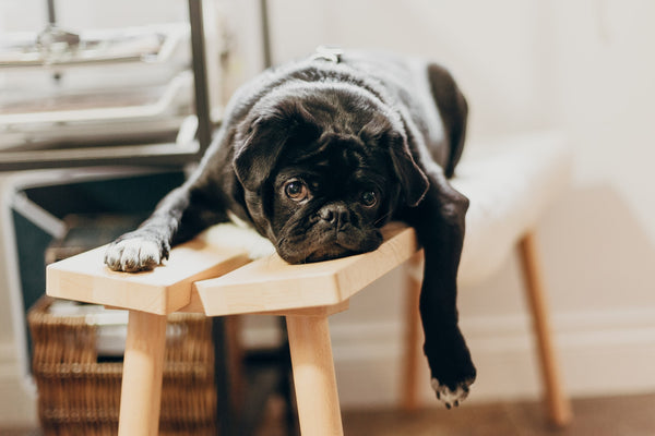 Black dog, a pug, lying out on a wooden bench looking tired.