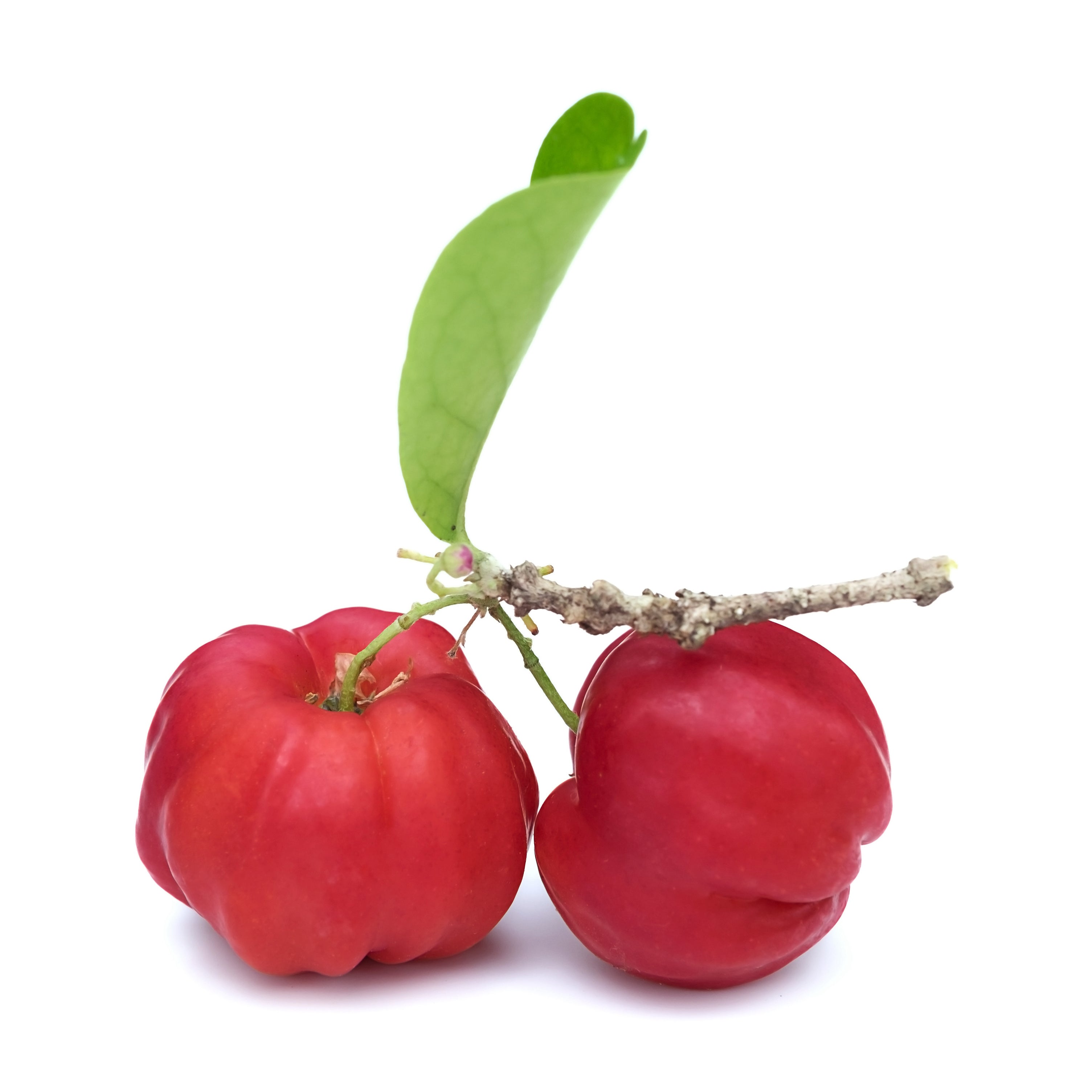 acerola cherries on stem with leaf