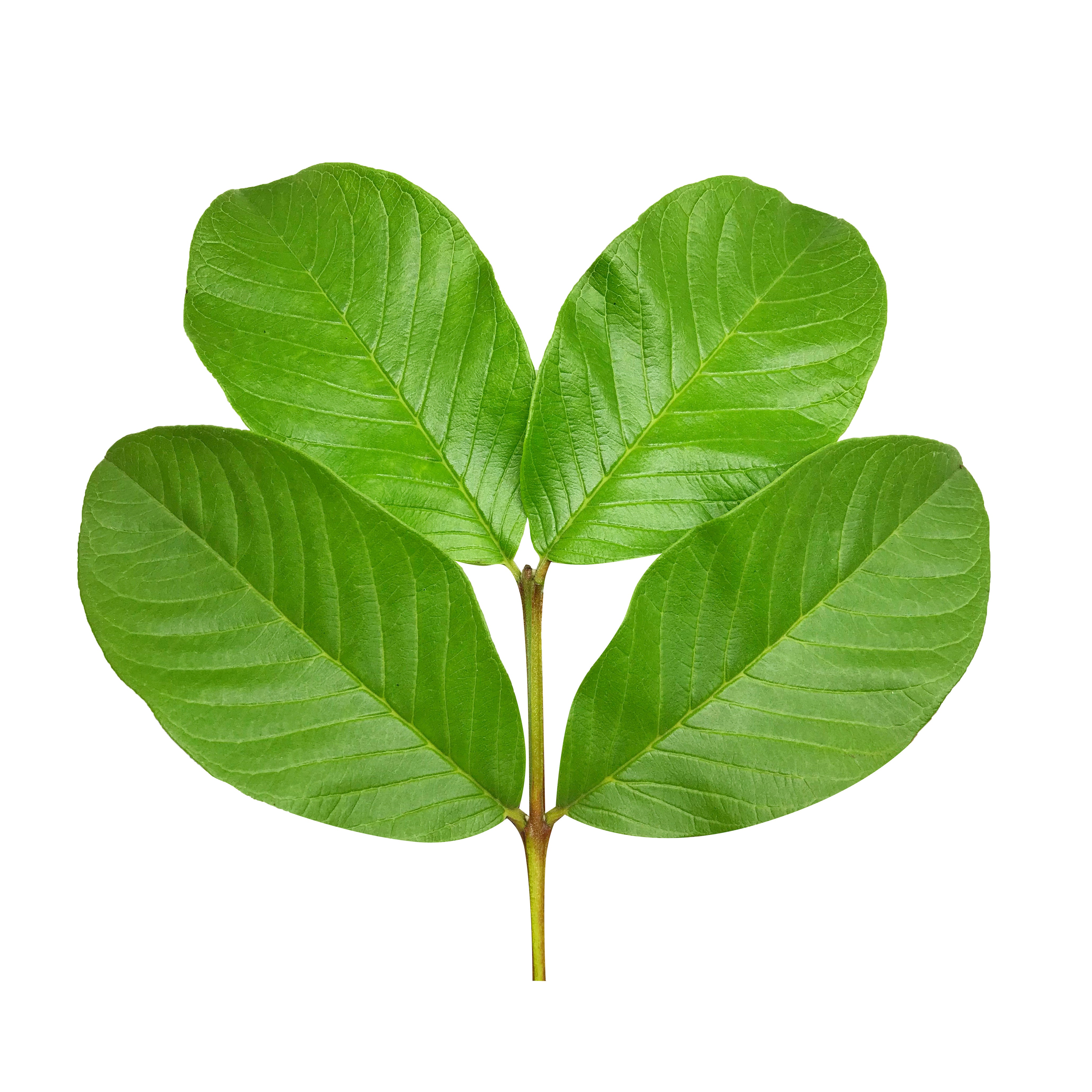 Guava leaves on stem