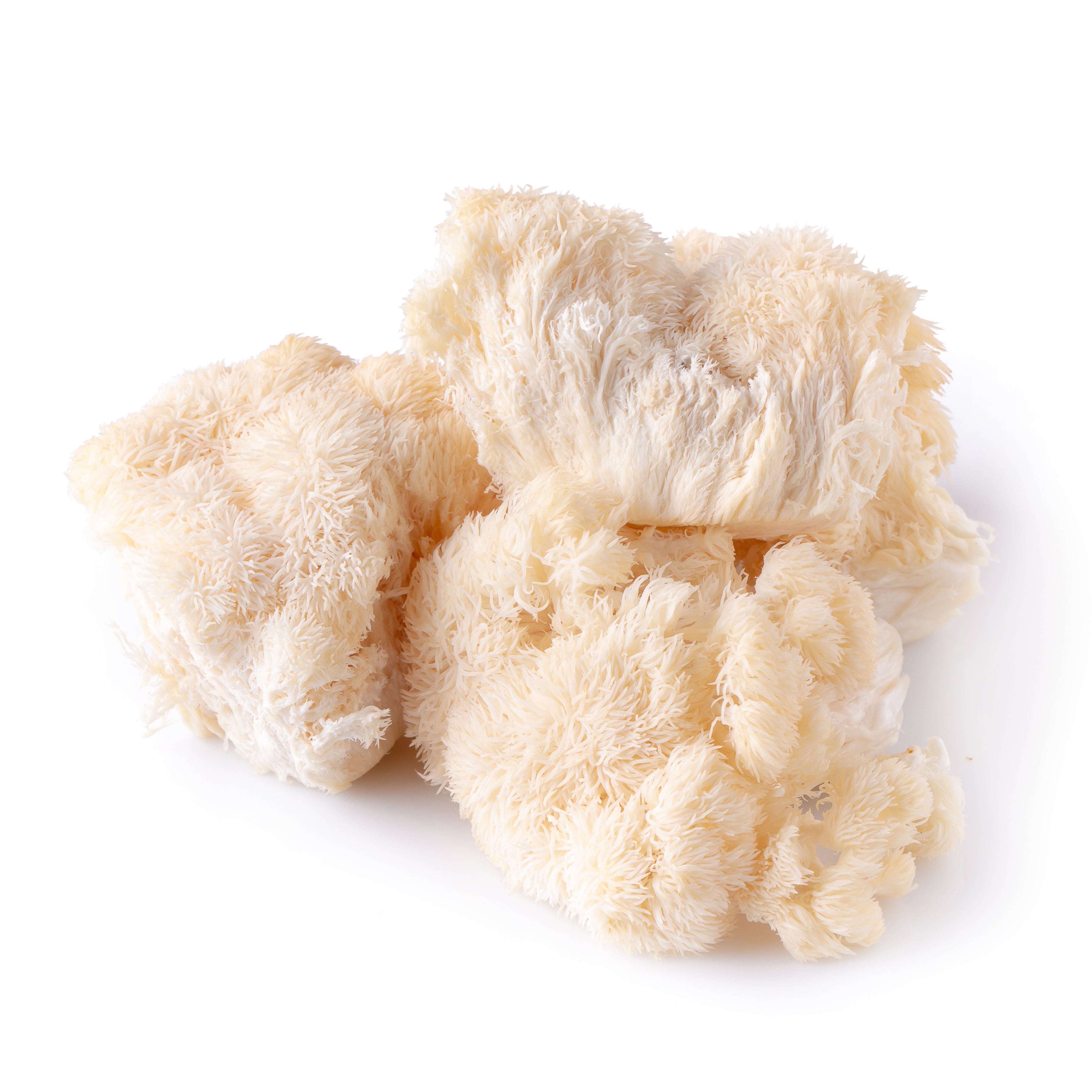 Lion's Mane Mushroom on white background