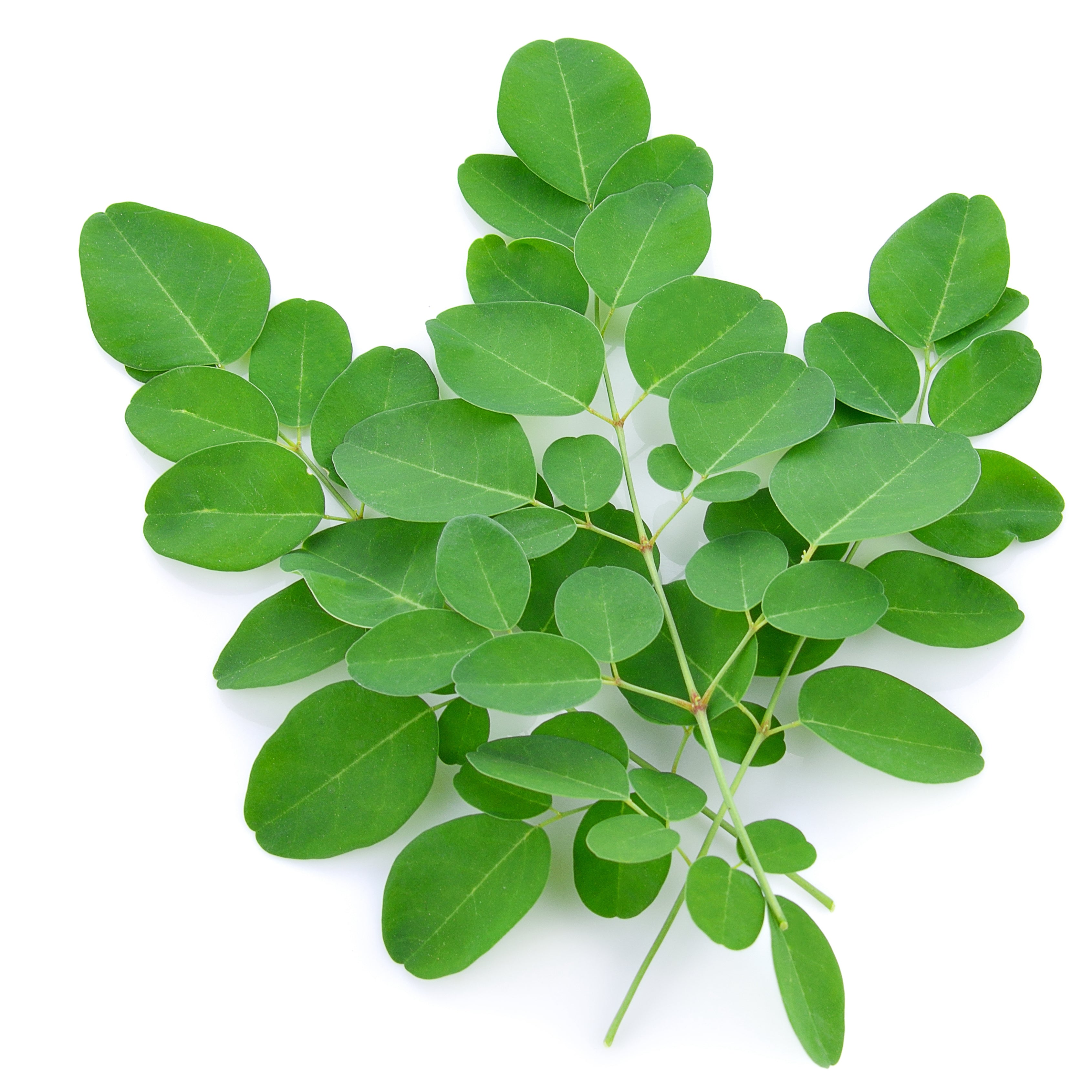 A close-up of a bundle of Indian Moringa