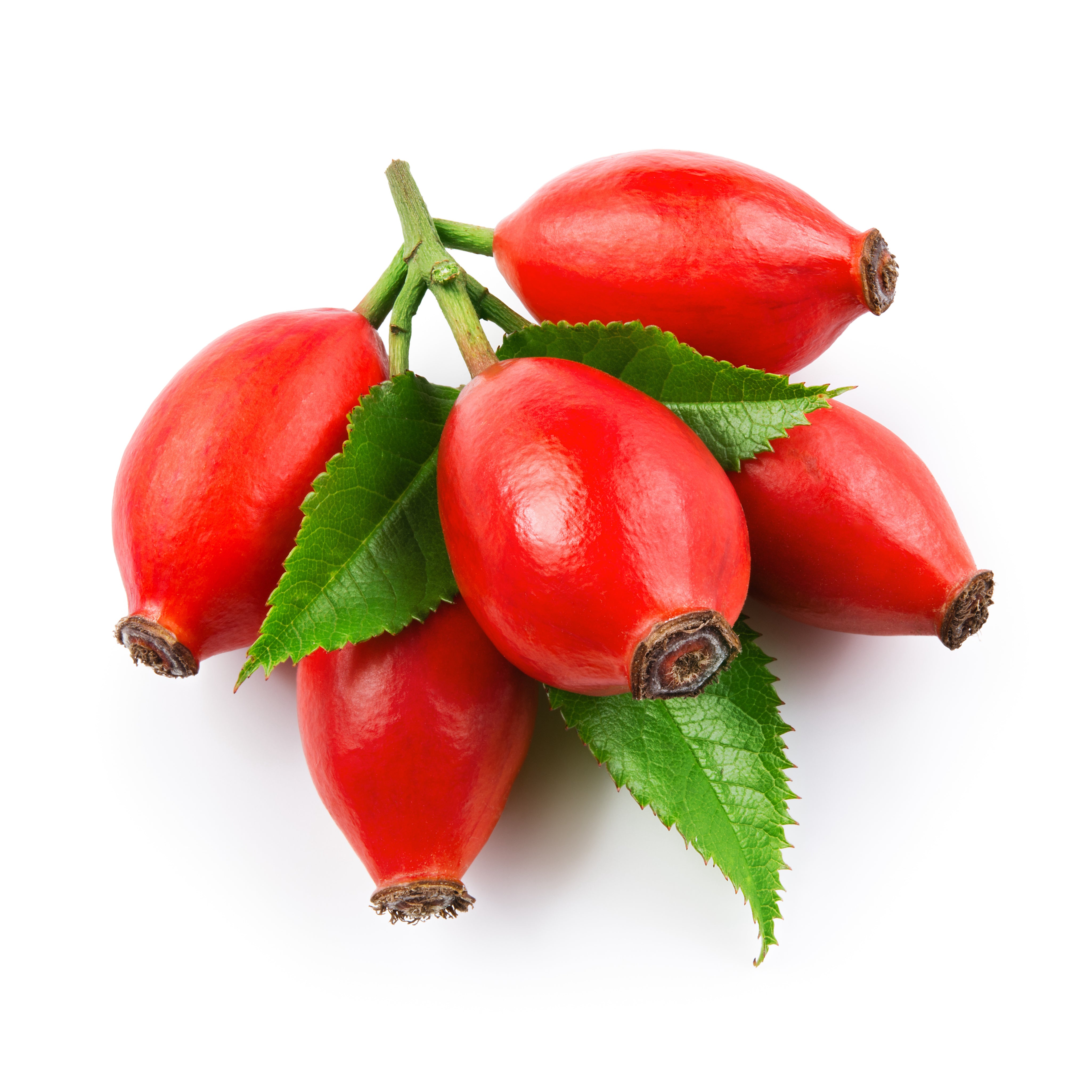 Rosehip on branch with leaves