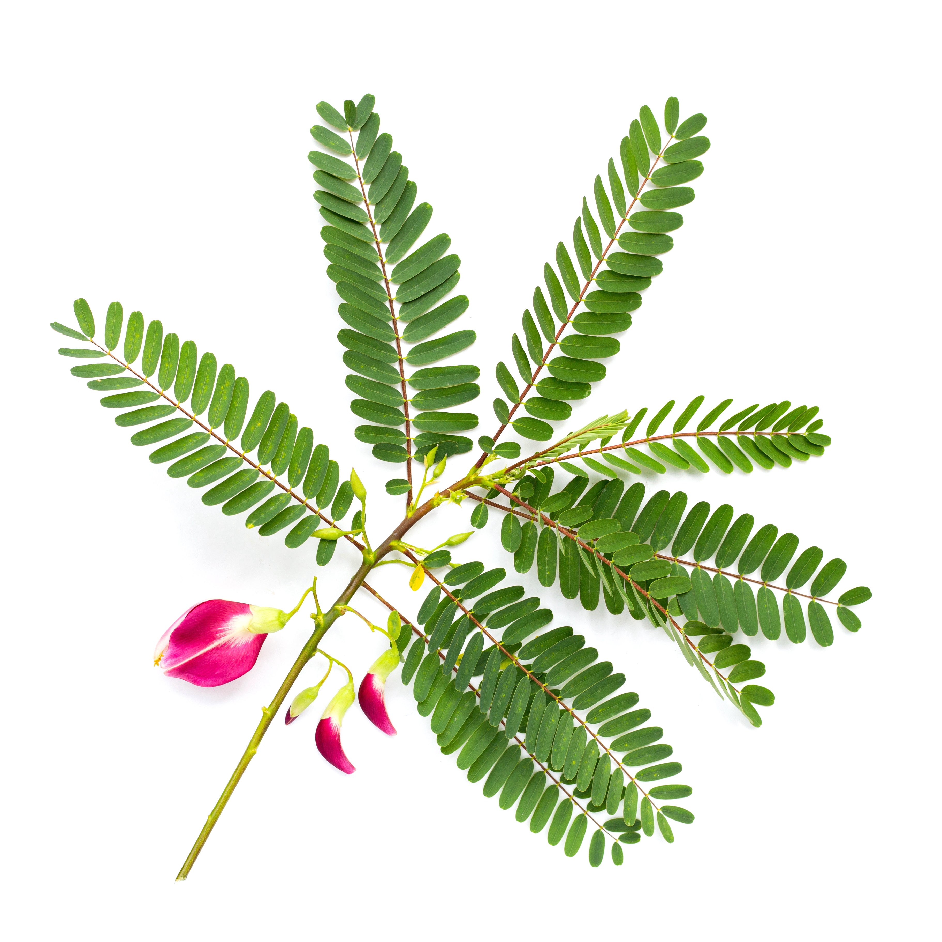 sesbania plant leaves and flowers