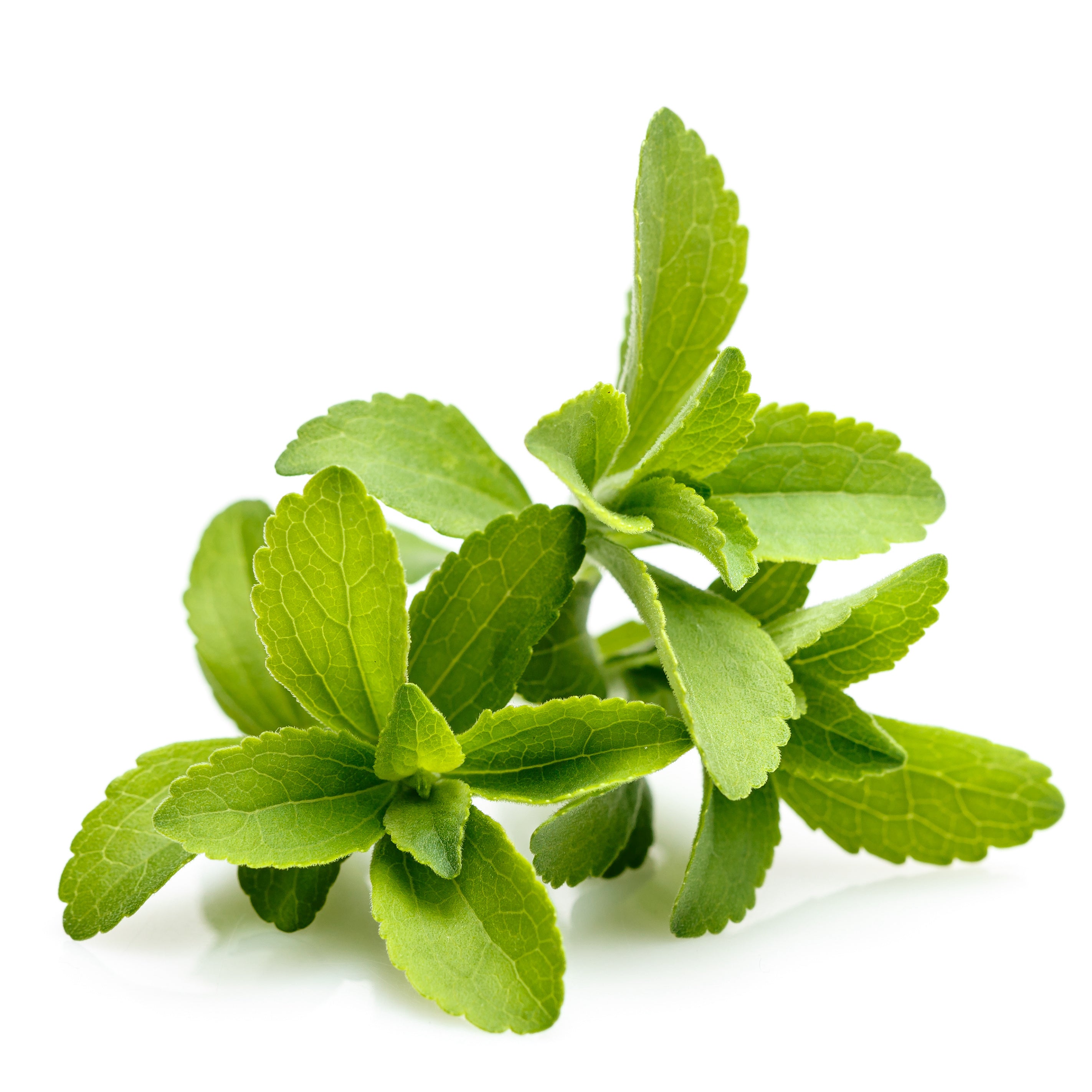 Stevia leaves on white background