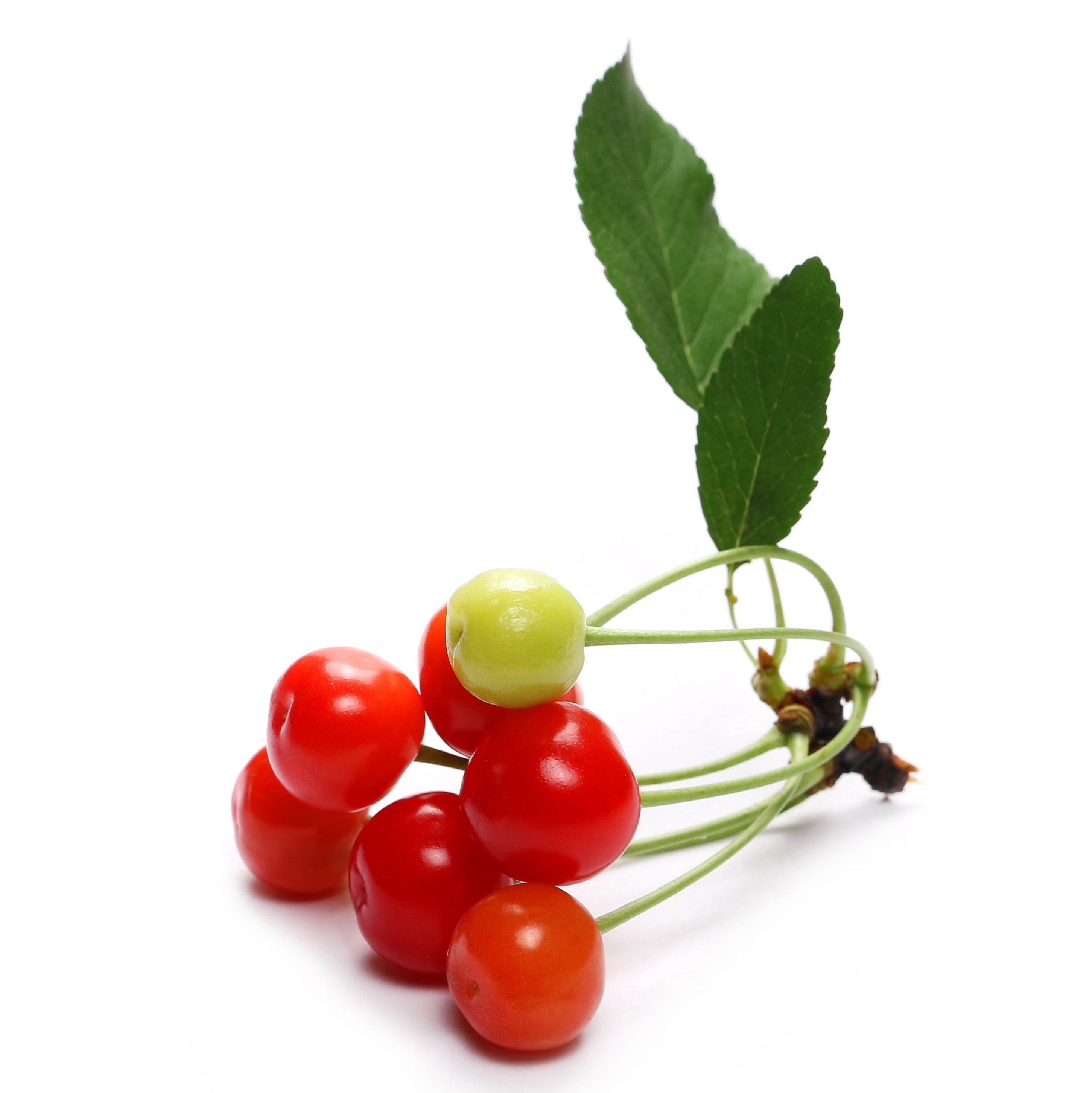 Tart Cherries on stem with leaves on white background