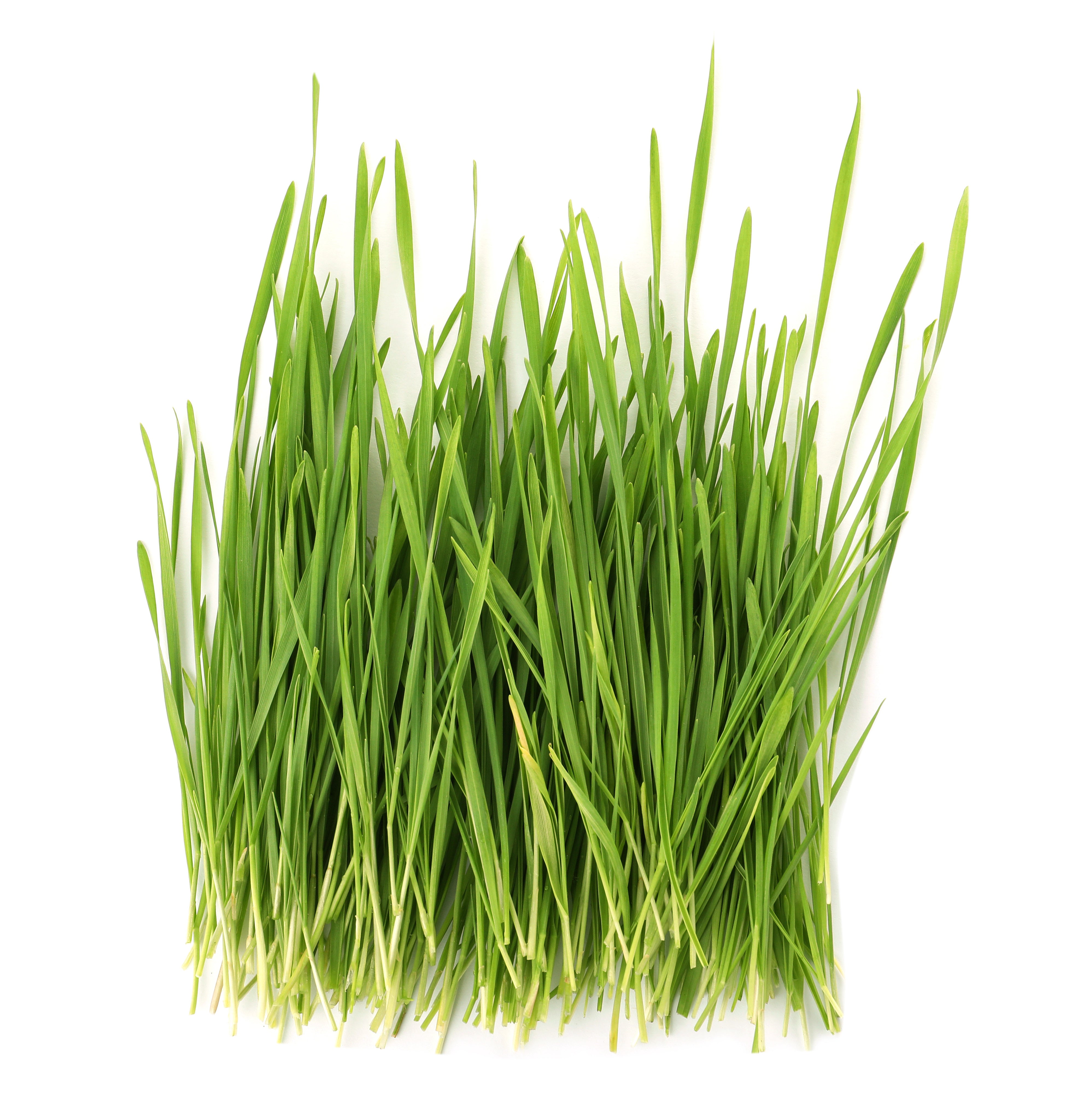 Oat Grass