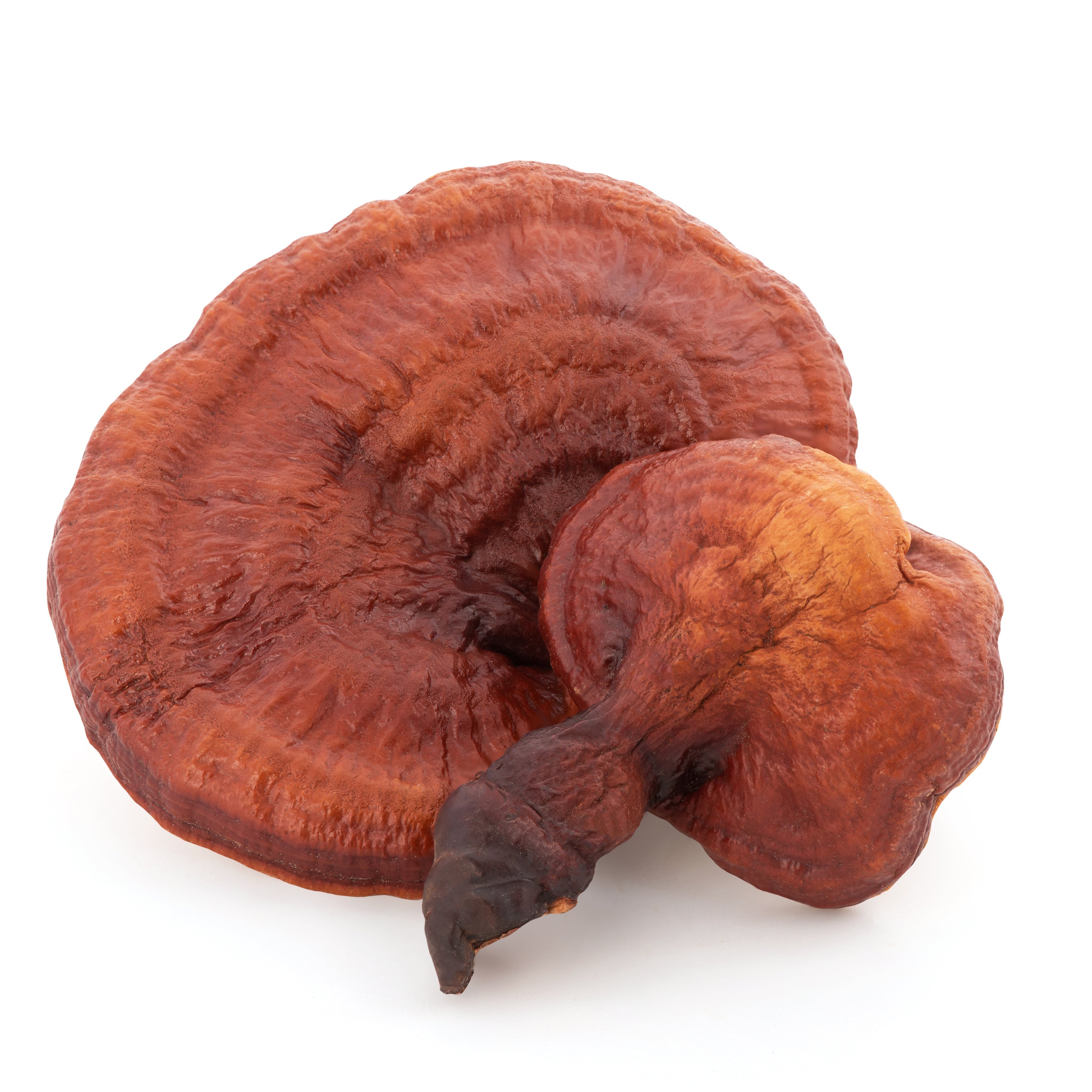 Reishi Mushroom