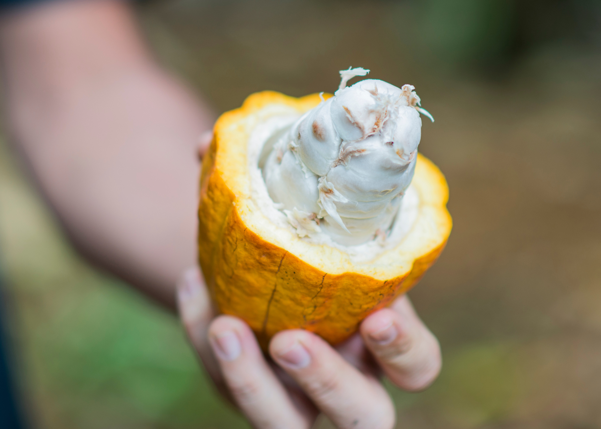 raw cacao bean