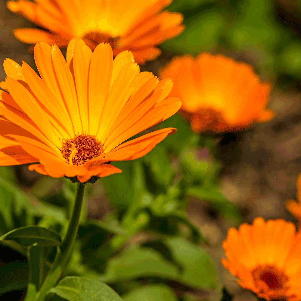 Chinita (Caléndula) – vivero la casa de la abuela